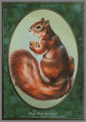 Squirrel Token